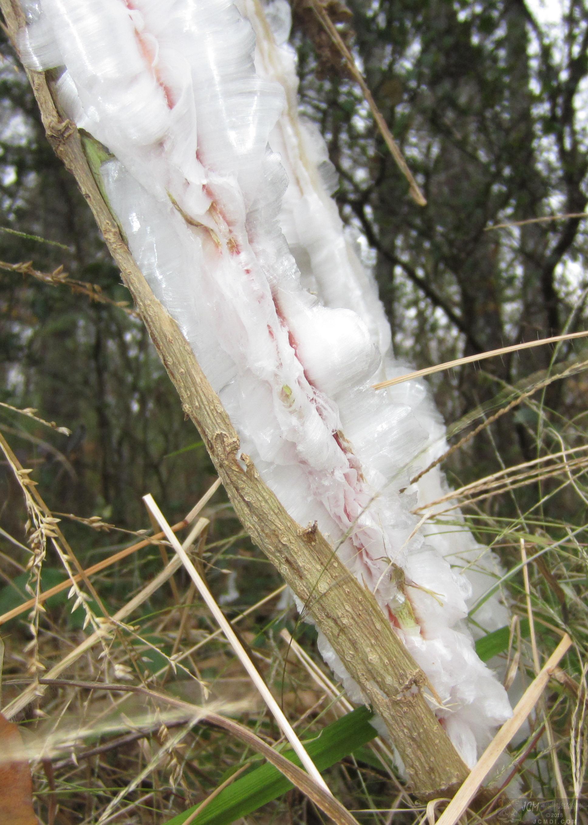 Ice flowers (freezing water slowly-oozed from plant stems, TN)